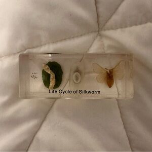 Life Cycle of Silkworm Display